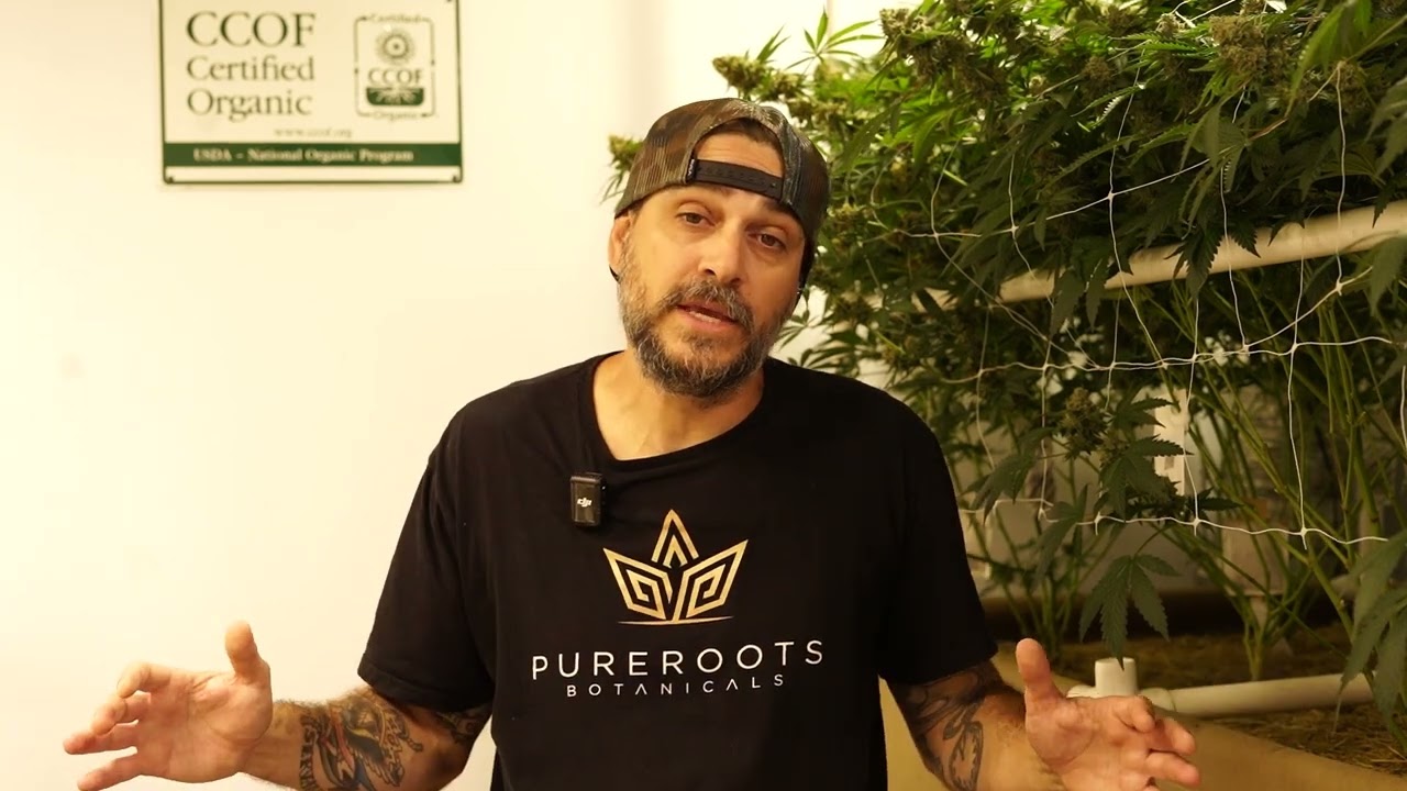 Are Delta 9 Gummies Legal?