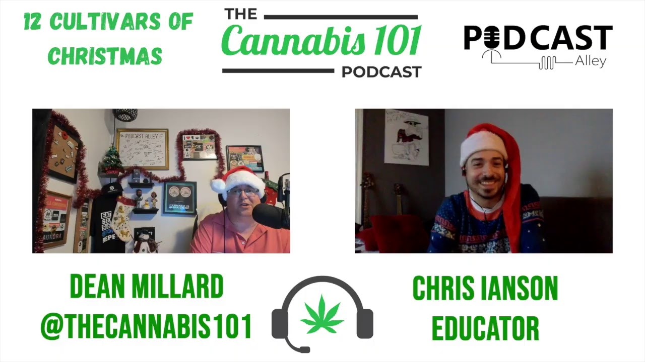 12 Cultivars of Christmas -  Acapulco Gold