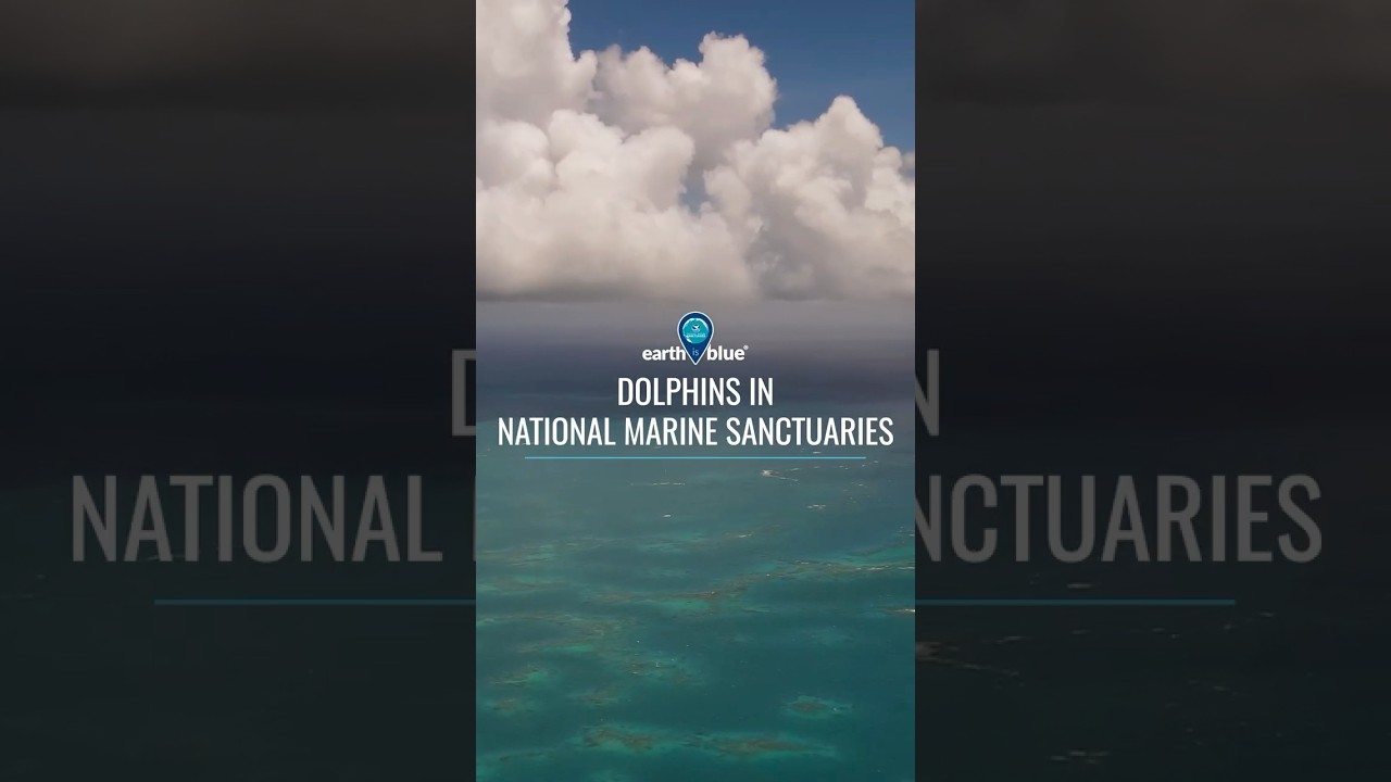Meet the Dolphins of Your National Marine Sanctuaries