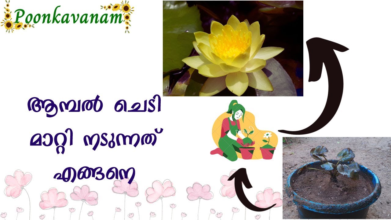 How to Repot Water lily and Importance of Repotting (English subtitles)