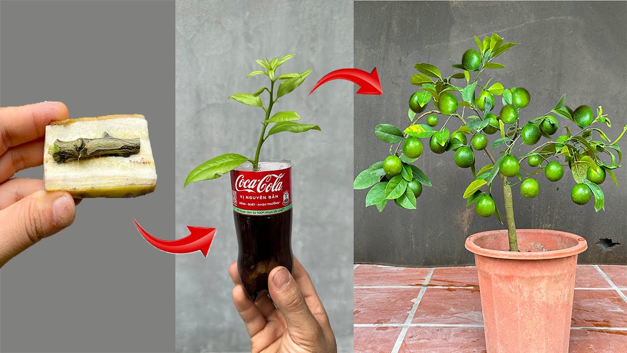 Video instructions on two techniques for propagating fruit trees at home at a cost of $0