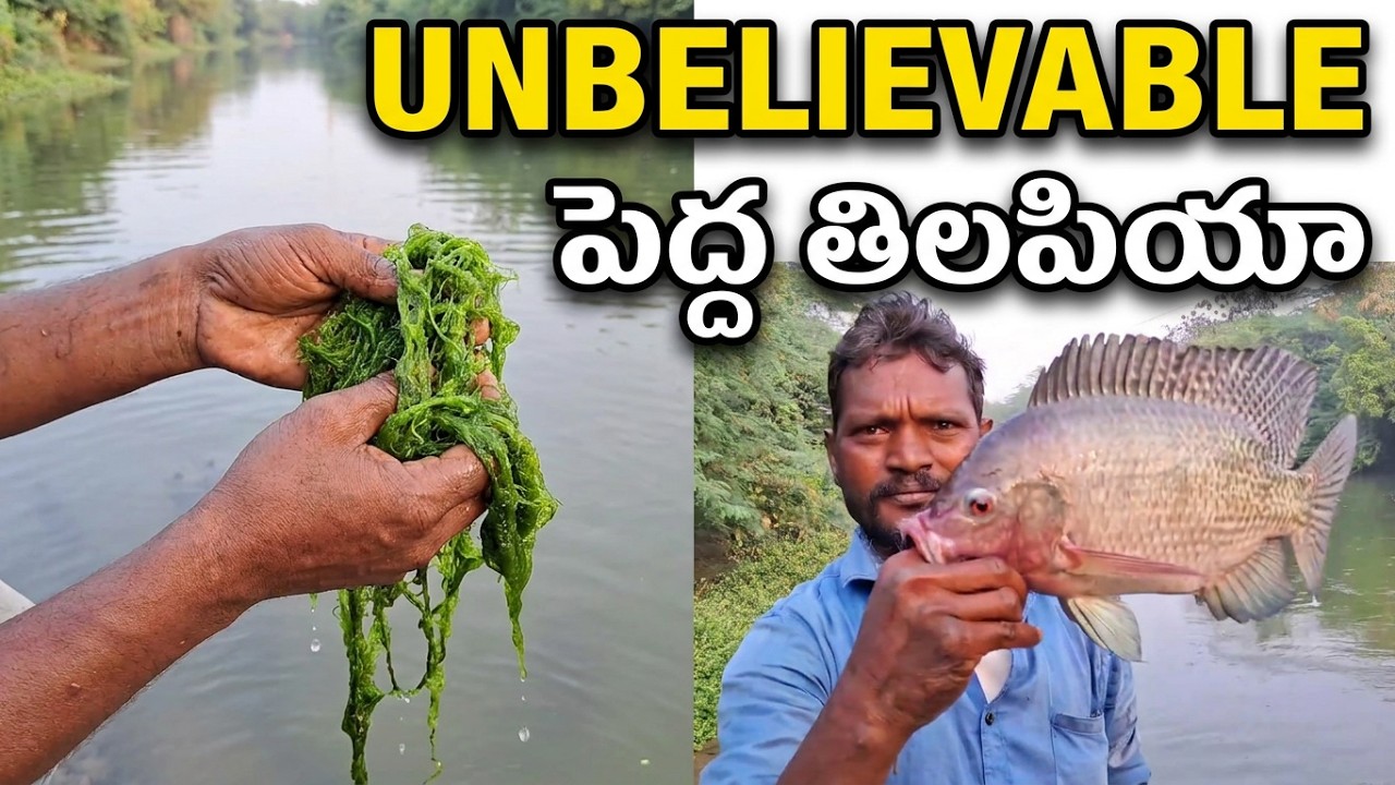 నాచుతో పెద్ద పెద్ద తిలపియా చేపలు పట్టినం unbelievable fish hunting Video