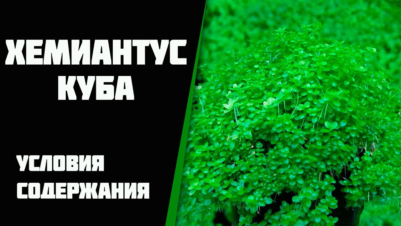 Хемиантус куба (Hemianthus callitrichoides cuba) условия содержания в моем аквариуме.
