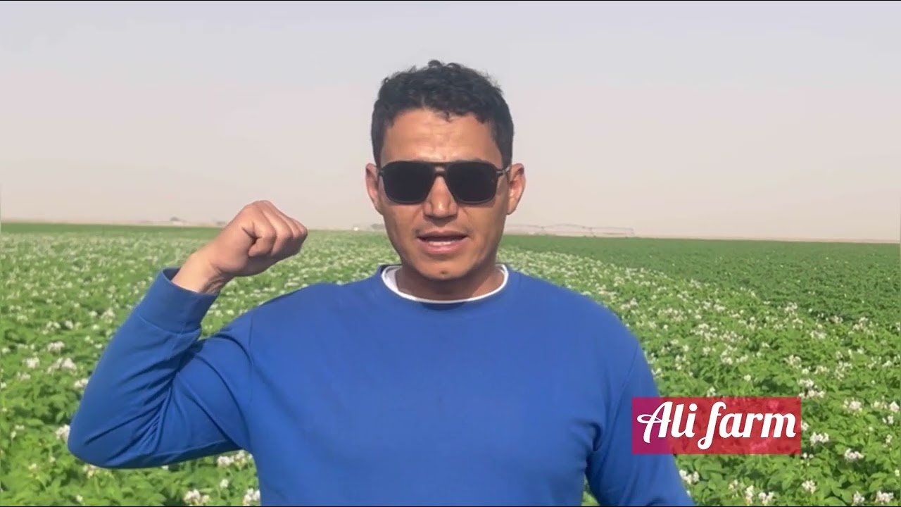 البطاطس |التزهير في البطاطس