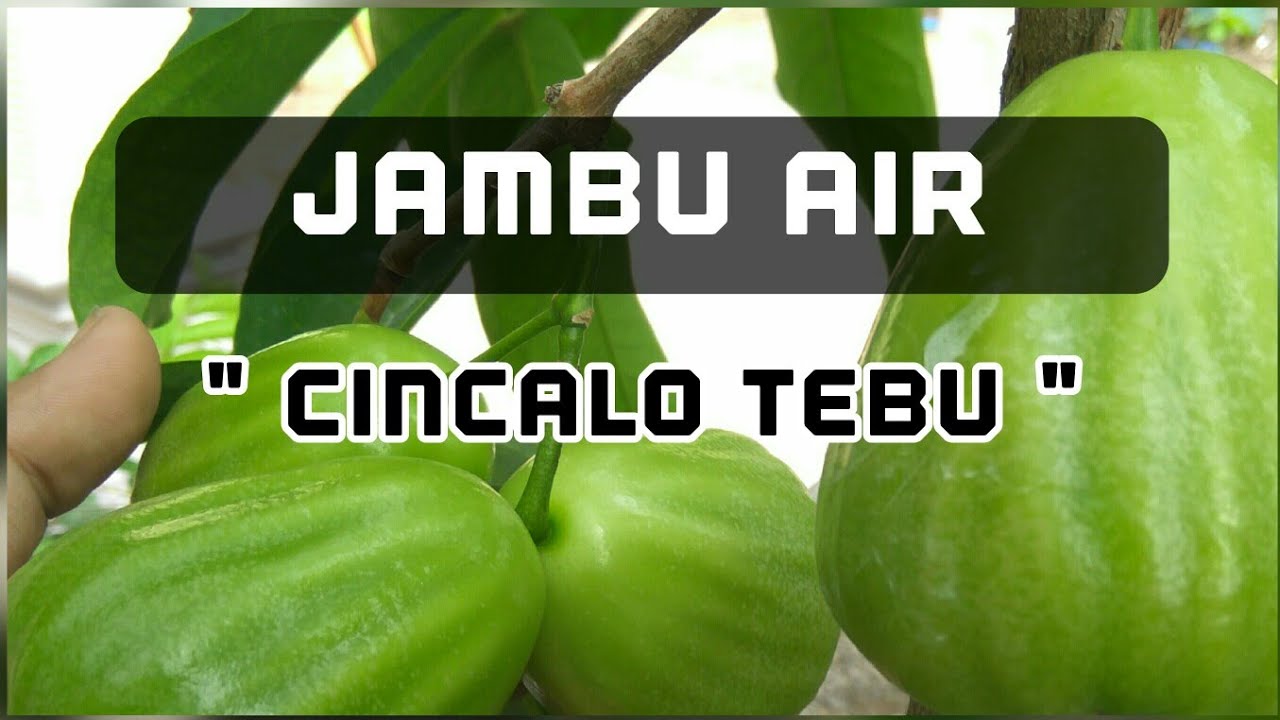 JAMBU AIR CINCALO TEBU