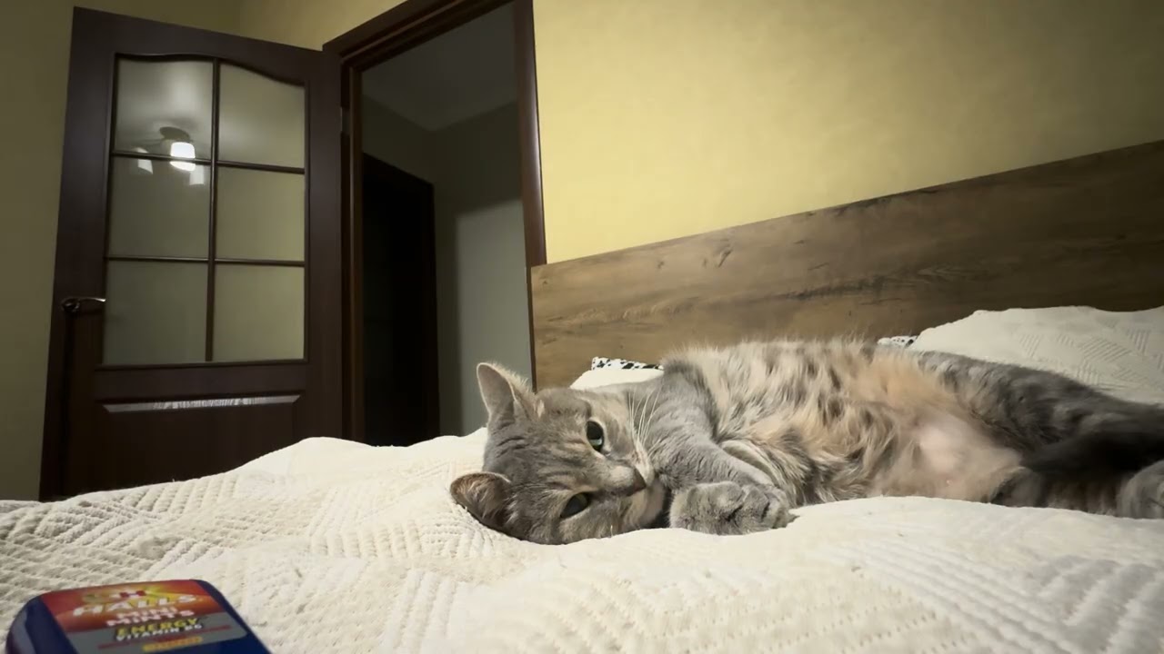 Cat (Sima) and guitar (acoustic) chill vibe