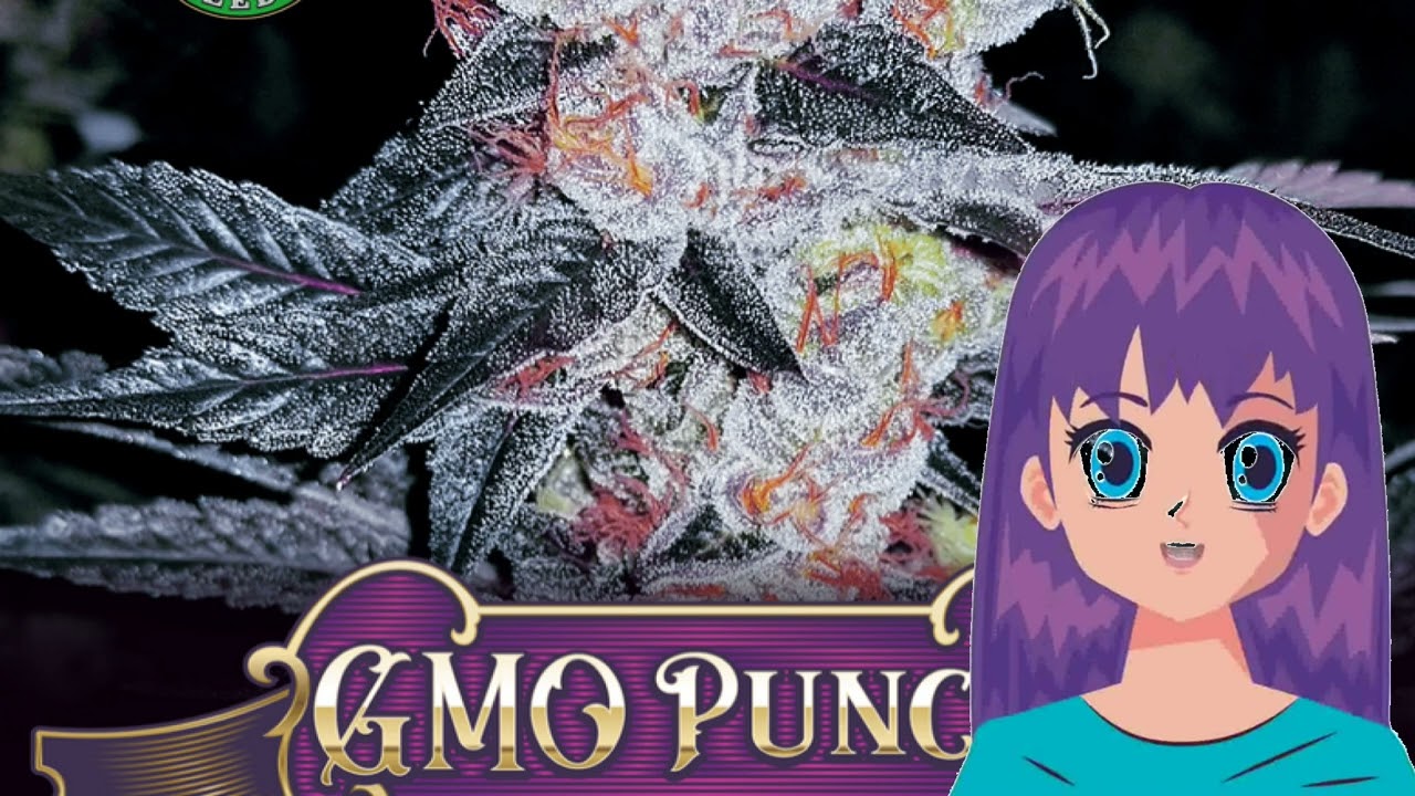 GMO Punch &ndash; Greenpoint Seeds