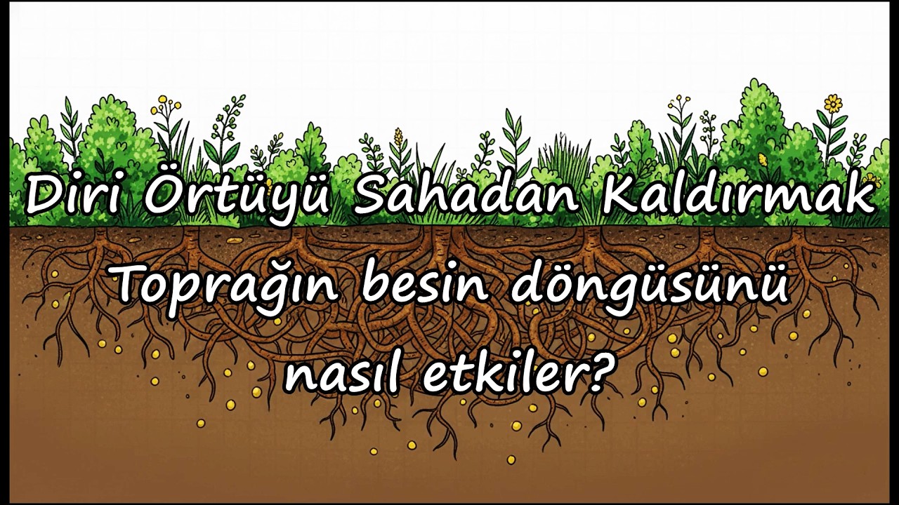 Diri Örtüyü Sahadan kaldırmak Toprağın besin döngüsünü nasıl etkiler?
