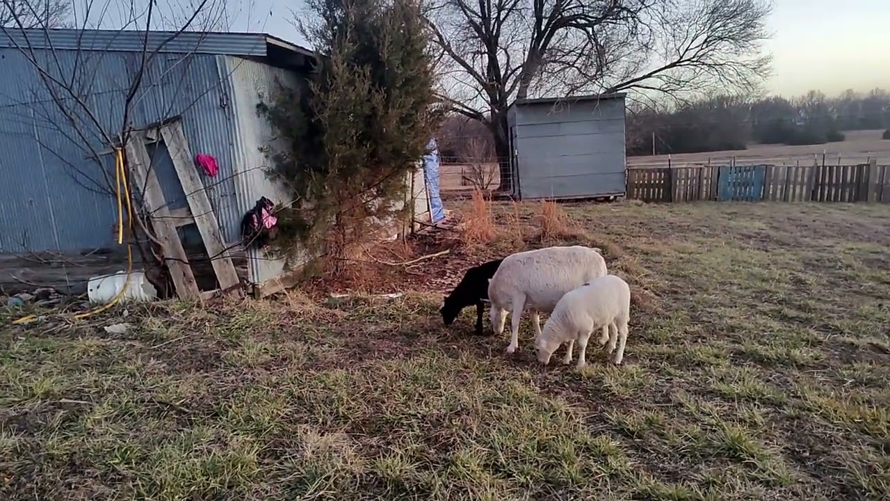 Fence is up! 