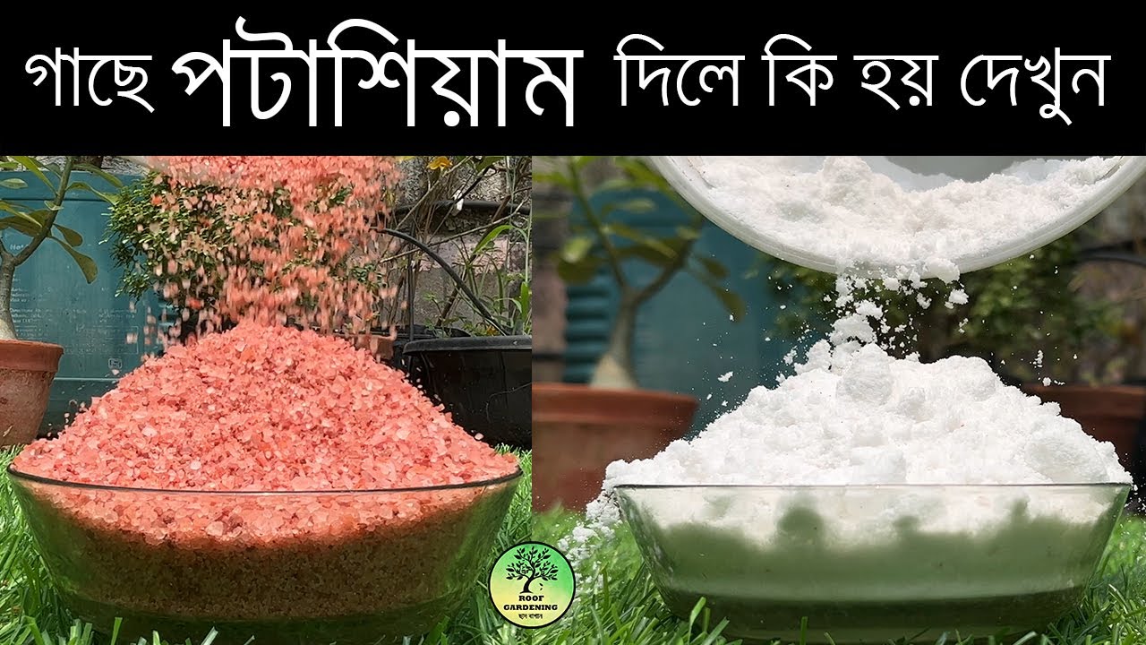 গাছে প্রচুর ফুল ফল পেতে পটাশ সারের ব্যবহার / Uses of Potash on Plants / পটাশিয়াম / SOP / MOP