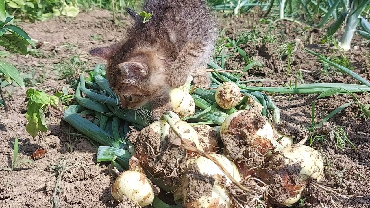 Что сажать после лука