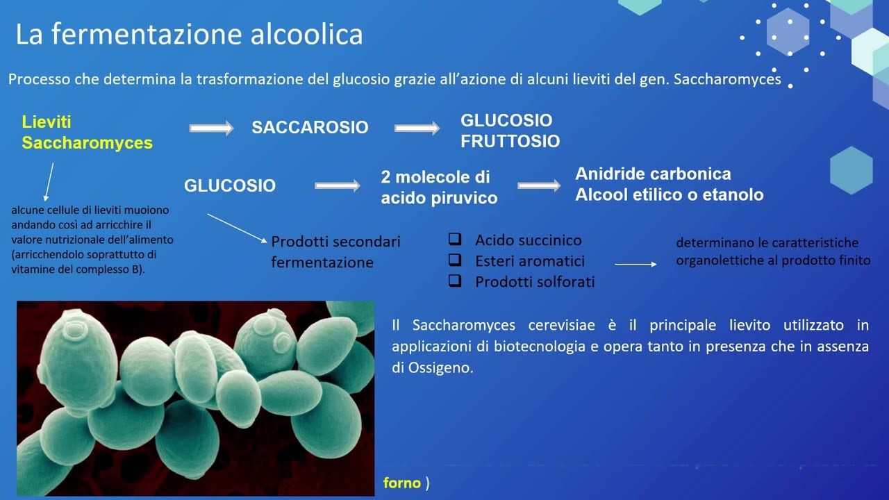 LE FERMENTAZIONI