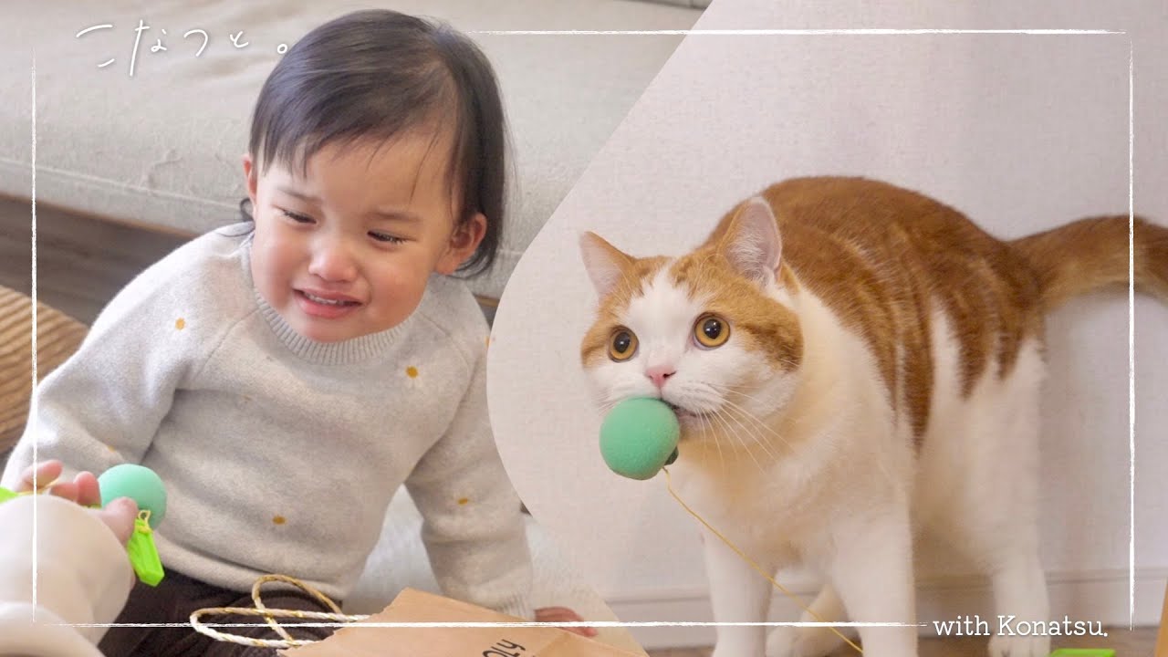 まるで兄妹。おもちゃを取り合う猫と2歳児がかわいすぎる