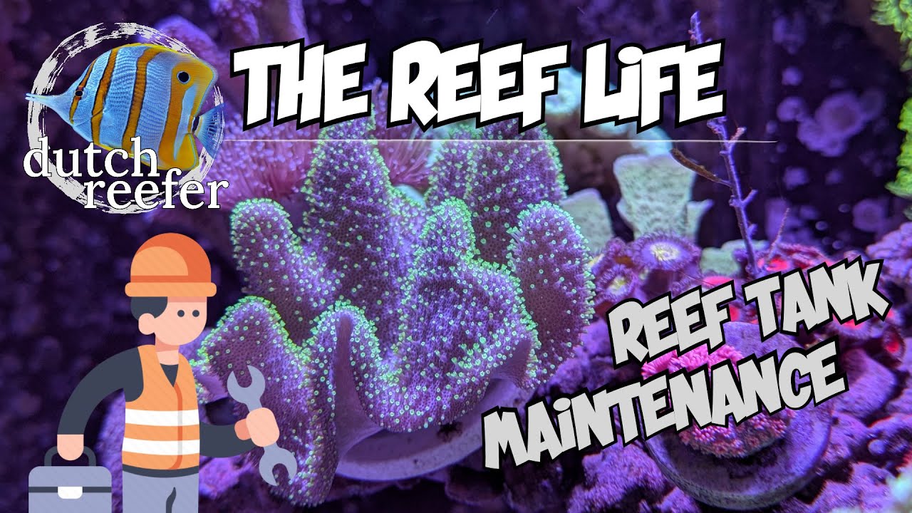 THE REEF LIFE | Reef Tank MAINTENANCE 🛠️