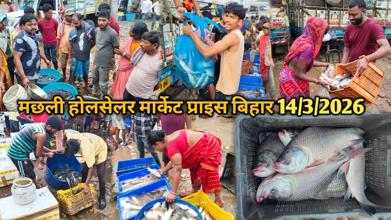 मछली का होलसेलर मार्केट प्राइस बिहार | सोमवार के दिन मछली का होलसेलर रेट | FISH WHOLESALER MARKET 