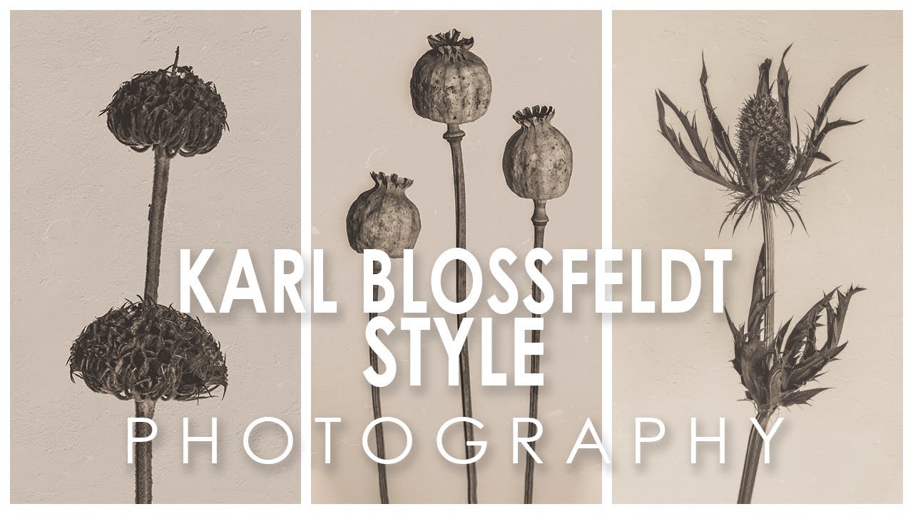 Photographing in the style of Karl Blossfeldt
