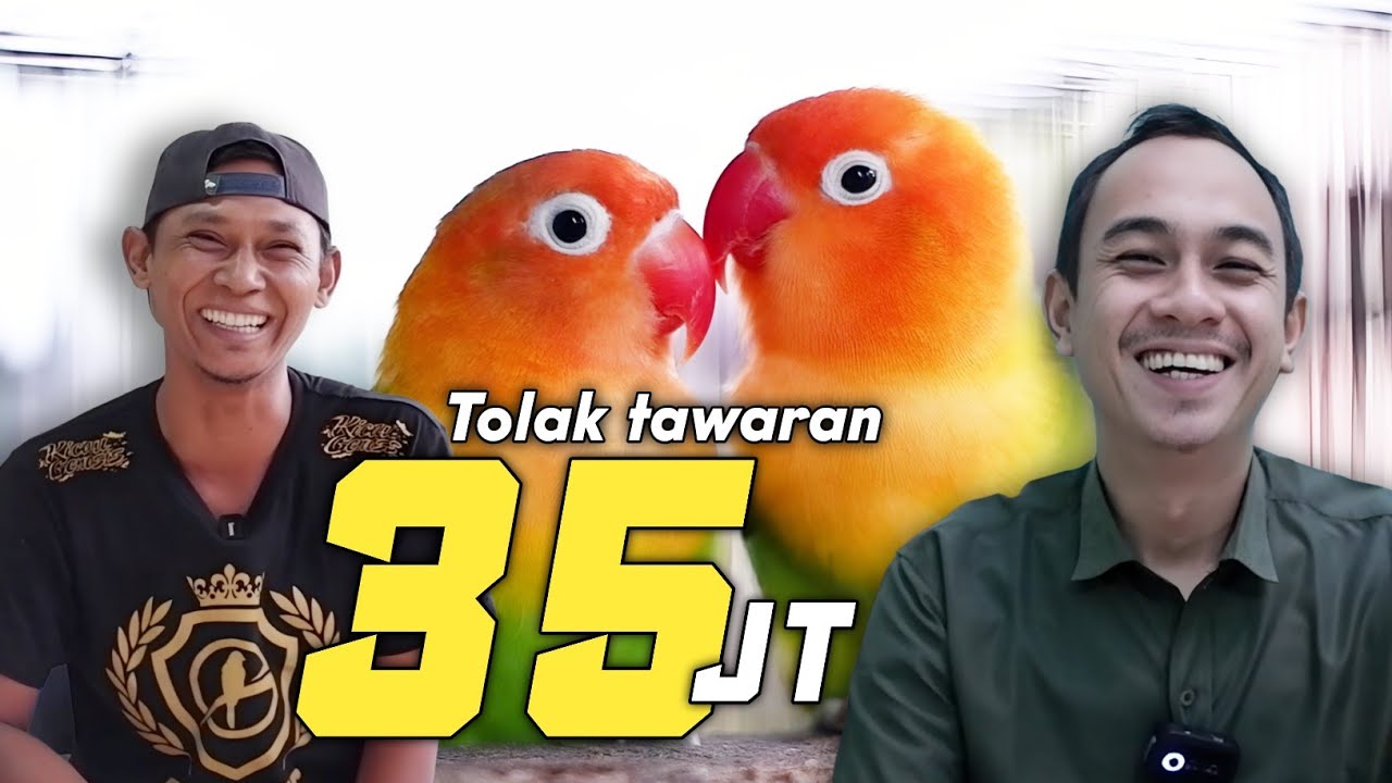 YANG LAGI VIRAL LOVE BIRD DILAN ‼️ SEKOLAH LOVEBIRD PALEMBANG 