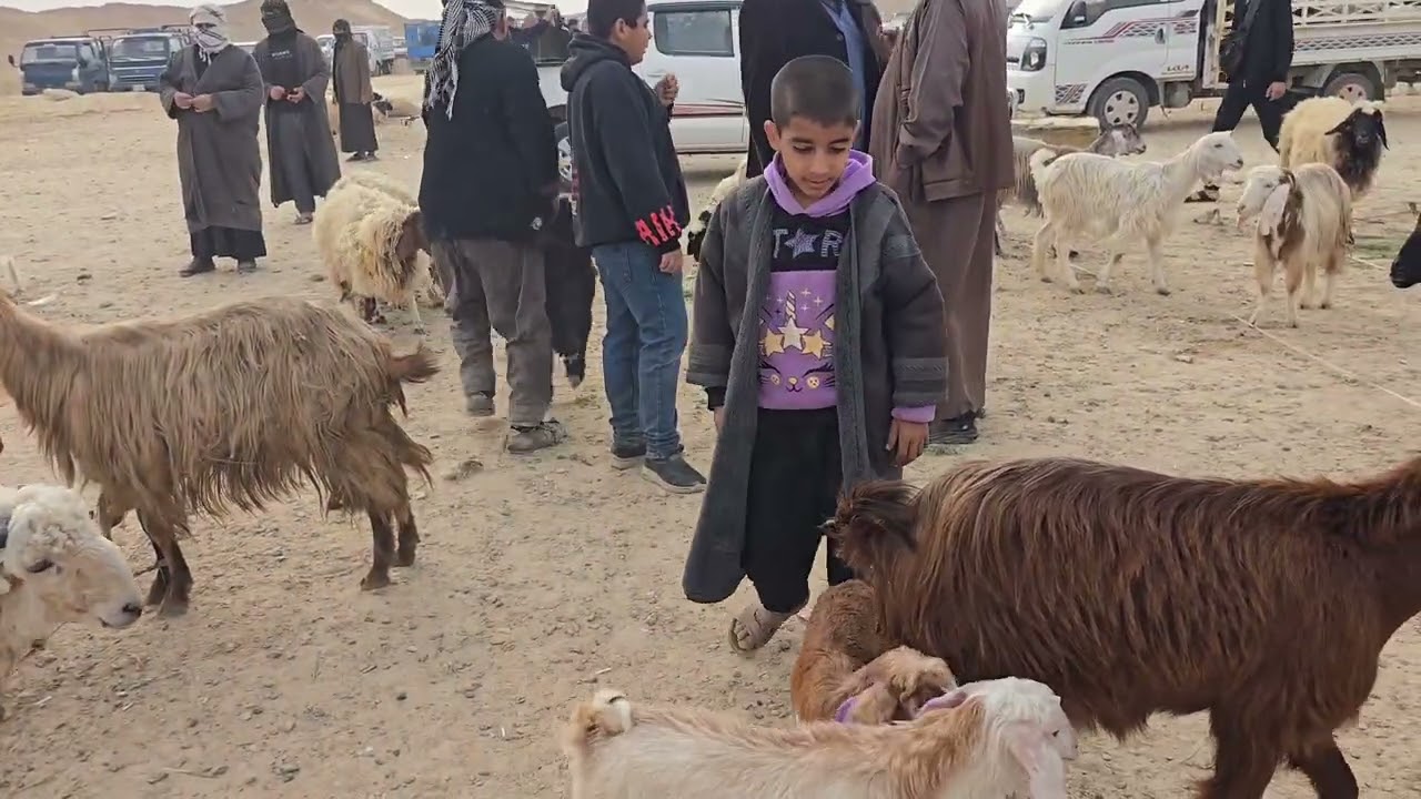 سوق مواشي الانبار قضاء حديثه علوة بروانه #عبدالله_الطيب #مواشي #طليان #طلي #غنم #نعاج #مواشي 