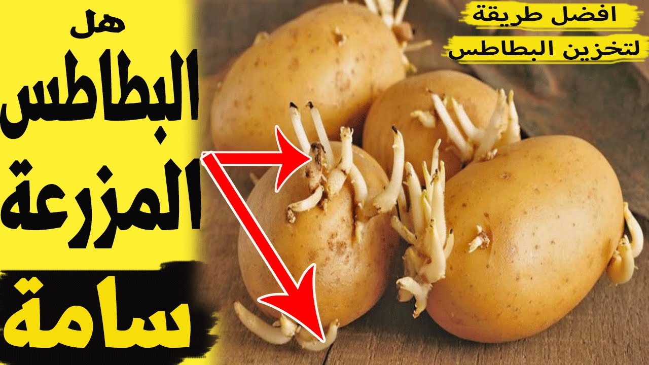 البطاطس - هل البطاطس المزرعة سامة - العفن البني في البطاطس - تخزين البطاطس