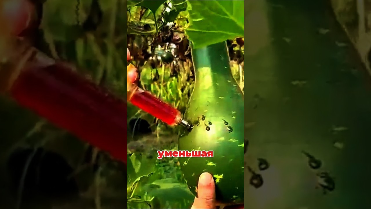 🍅🛑 Шокирующая техника фермеров: как овощи и фрукты остаются свежими! #Удивительно