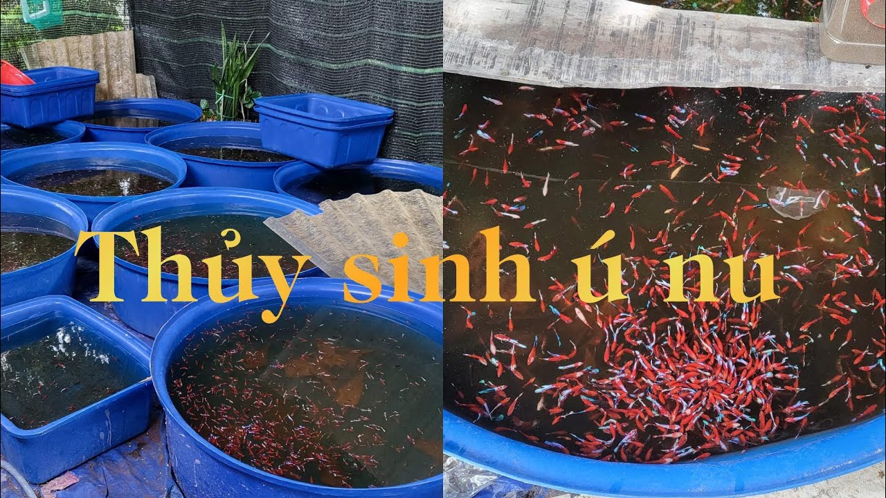 Đợt cá 15 - 07- 2024 | Red Fancy Star Tail | Betta giá học sinh | Thanh Mai Betta Shop