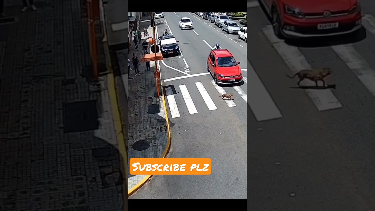 Dog Road Accident🐕 Bike Man 😱 ll Minja shorts ll #dog #shortvideo #shorts #viralvideo