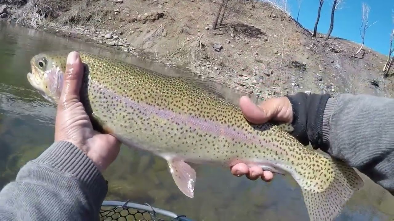 East Carson River Pumps Out Some Rainbows (Near Markleeville, CA)