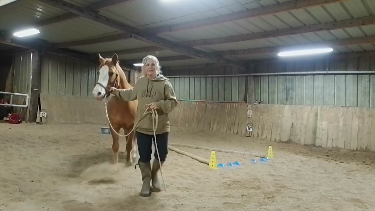 Equifeel virtuel 2024 caval go club 2 manche 2 Boscher Karine et Éclair des Hogues