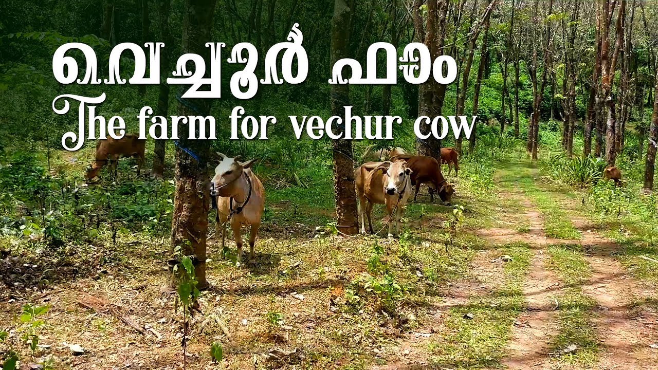 The farm for Vechur cow | വെച്ചൂര്‍ ഫാം