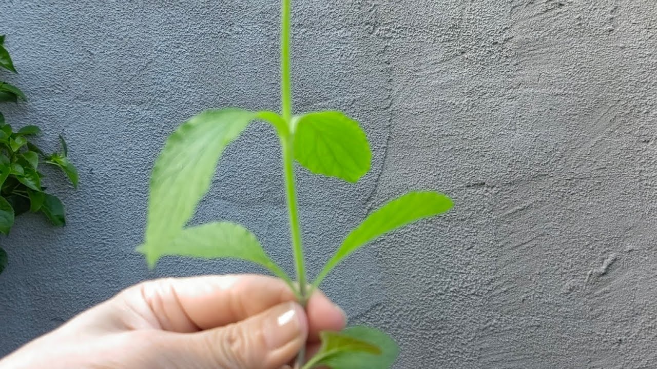 Вербена Бонарская 🌿 перед посадкой в открытый грунт 🕵️‍♀️