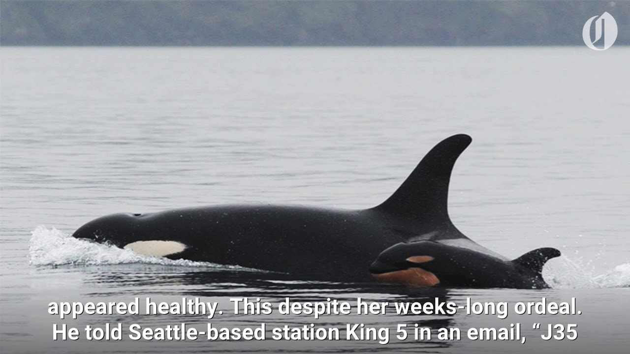 Grieving orca whale releases dead calf's body