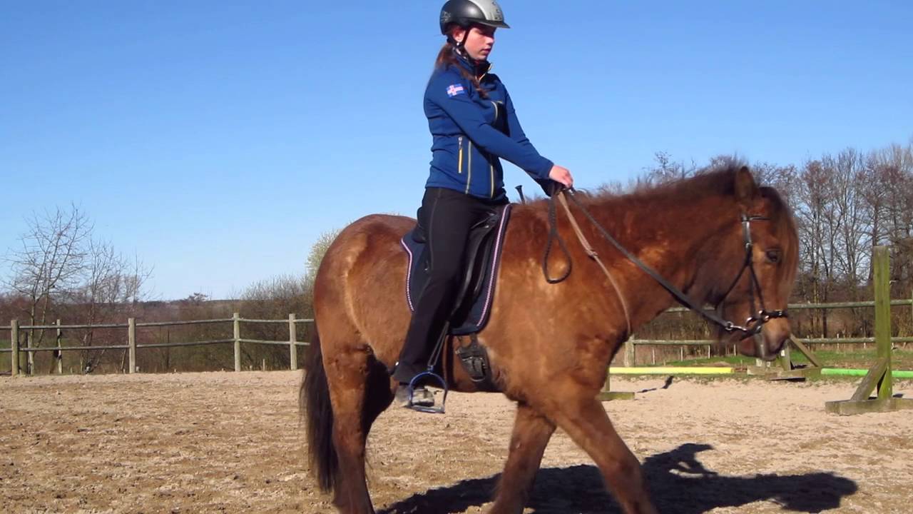 [LÆR DIN HEST] Ridning med cordeo!