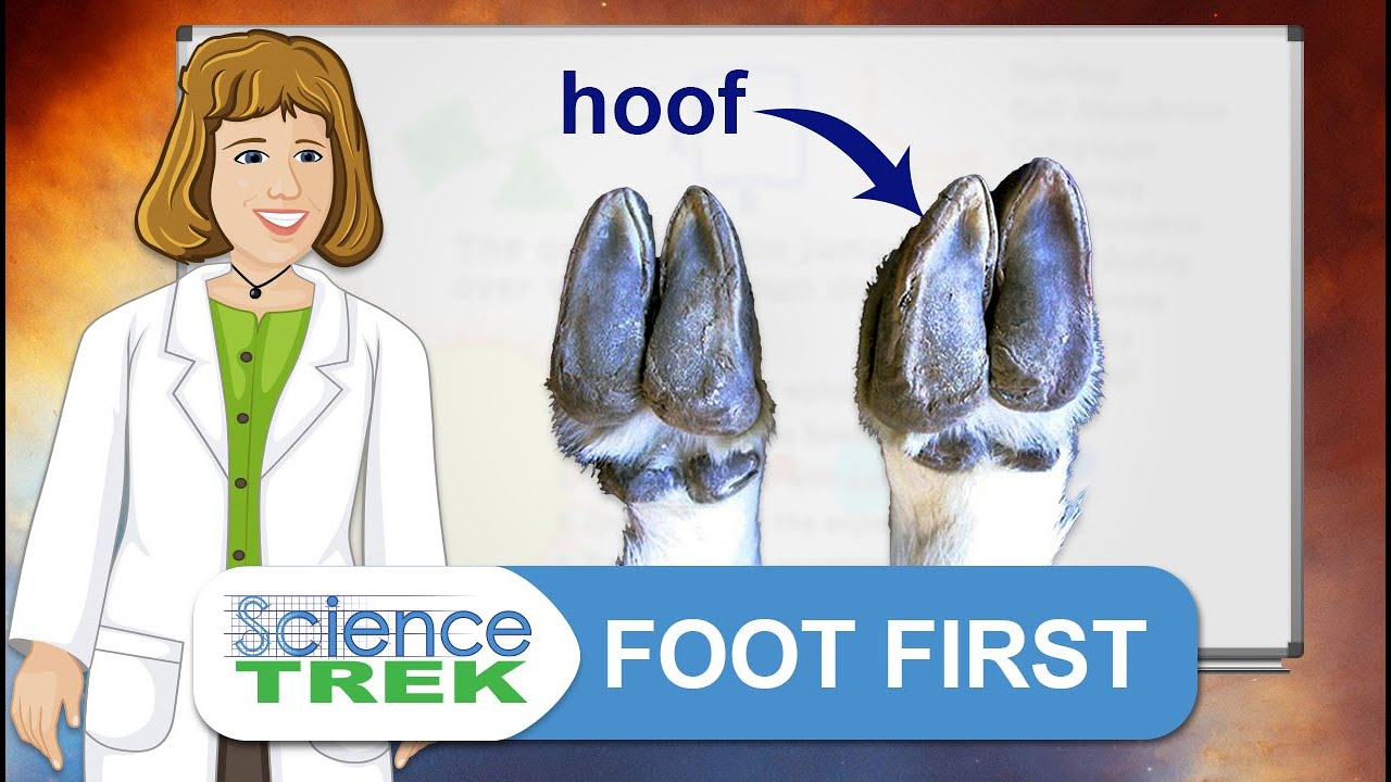 Mountain Goats: Foot First | Science Trek