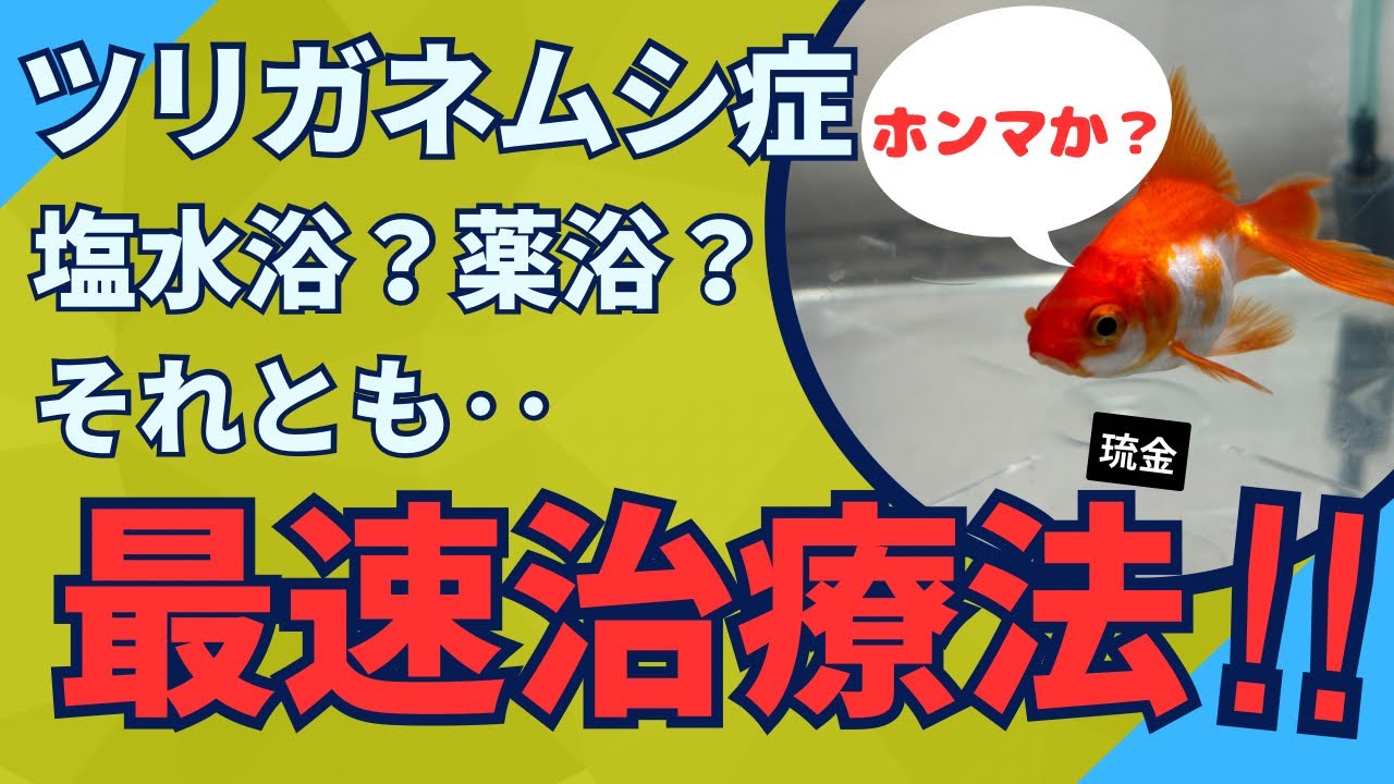 【アクアリウムトラブル】ツリガネムシの治療法#金魚#病気#病気対策