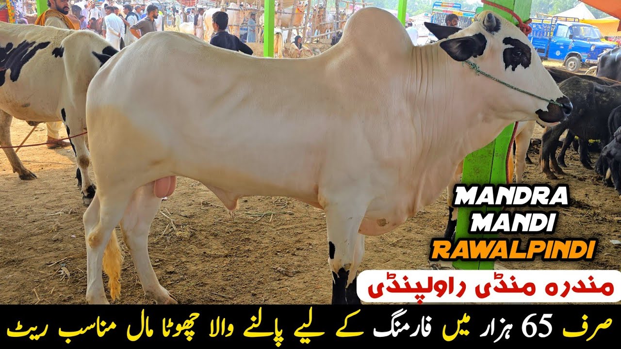 Mandra Mandi Rawalpindi Update 1 October 2025 | Farming K Liy Palny Waly Choty Janwar