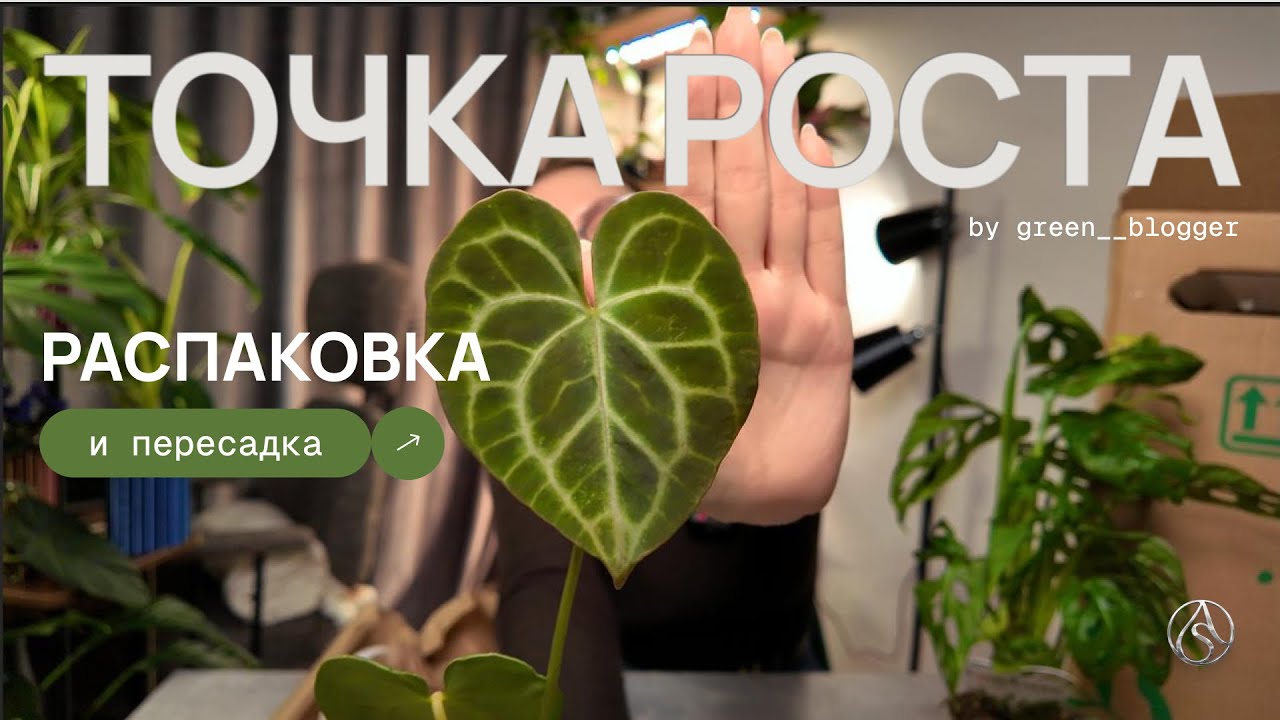 #16 РАСПАКОВКА растений из Grinoteka 🌿 Что я купила и как пересаживаю НОВИНКИ!