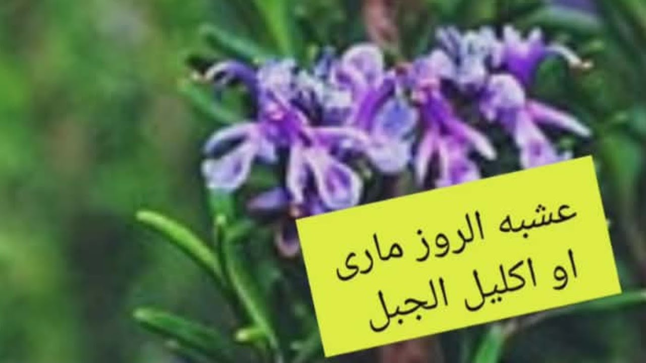 الروز مارى او اكليل الجبل العشبه السحريه وفوائدها الطبيه المذهله وهل يدخل فى علاج فراغات الشعر و ..