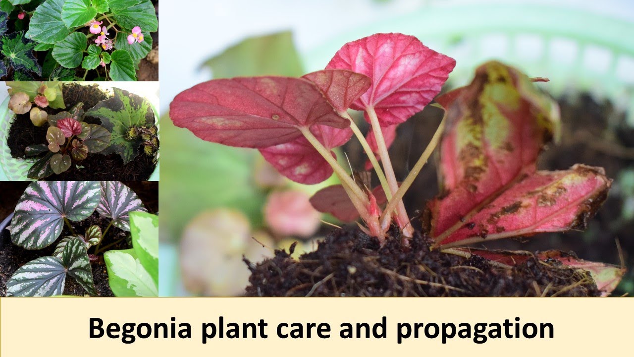 Begonia plant care and propagation | බිගෝනියා එක කොළයකින් පැළ කිහිපයක්.