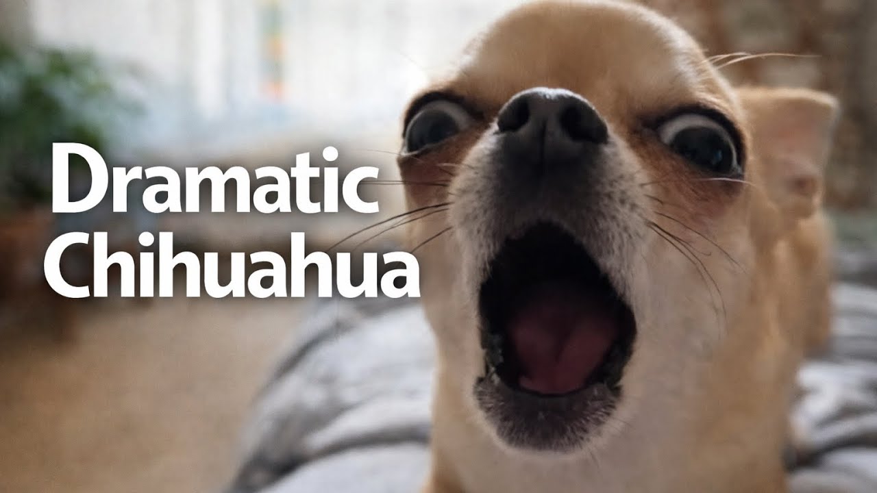 Chihuahua funny collection