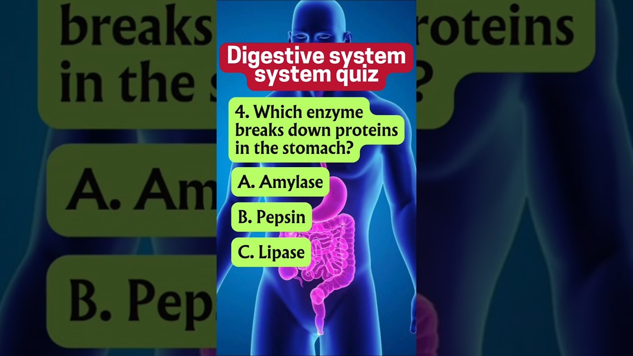 Digestive System Quiz: Can You Answer These 5 Questions?