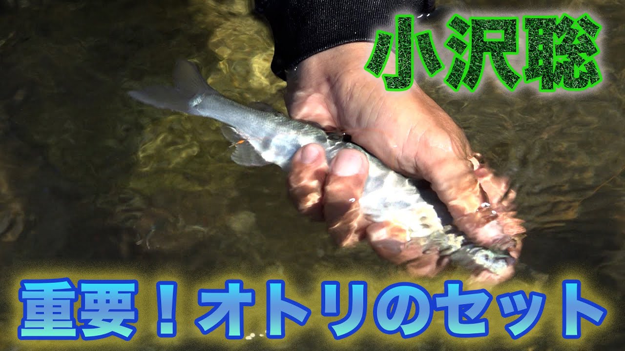 鮎釣り 小沢聡 重要！オトリのセット