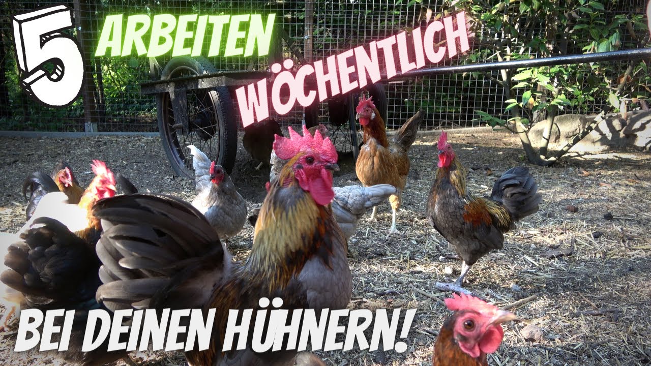 Hühner Tipp 20 - 5 Wöchentliche Arbeiten bei deinen Hühnern im Hühnerstall und Gehege