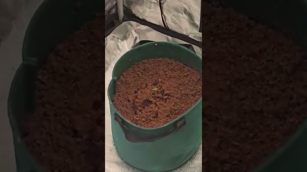 Seed to Smoke First Grow Lessons & Room Surprises #grow #growagarden #beginnergrower #diy