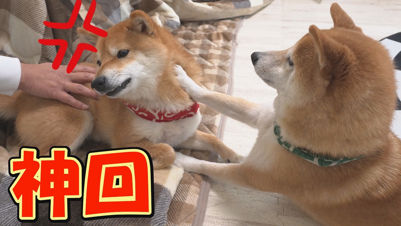 このあと画面右側の柴犬が戦わずして敗北し、思わず笑ってしまいます。