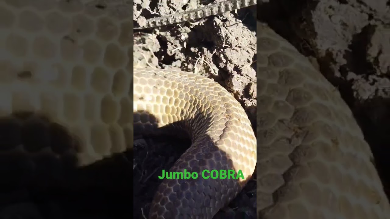 JUMBO COBRA