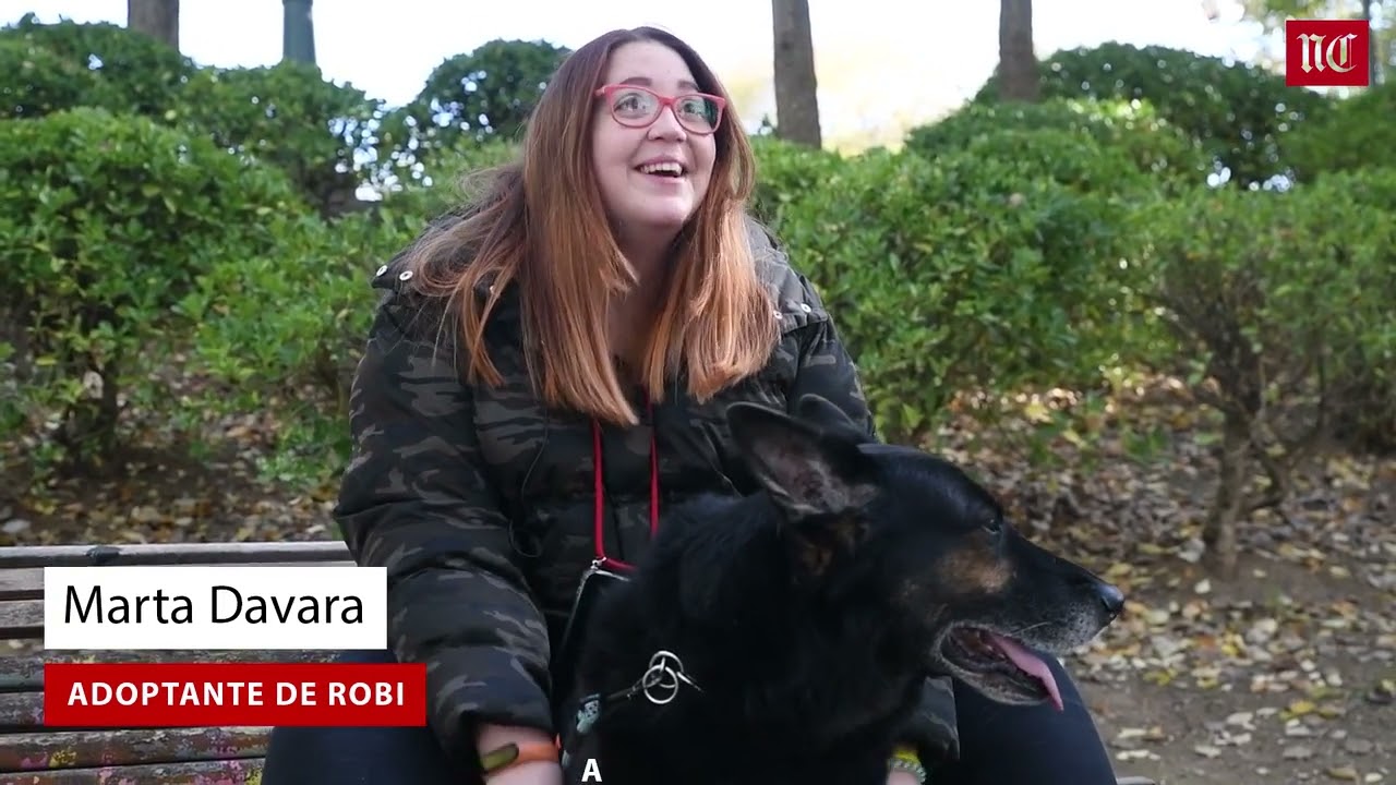 Así es la nueva vida de los perros policía jubilados (y adoptados)