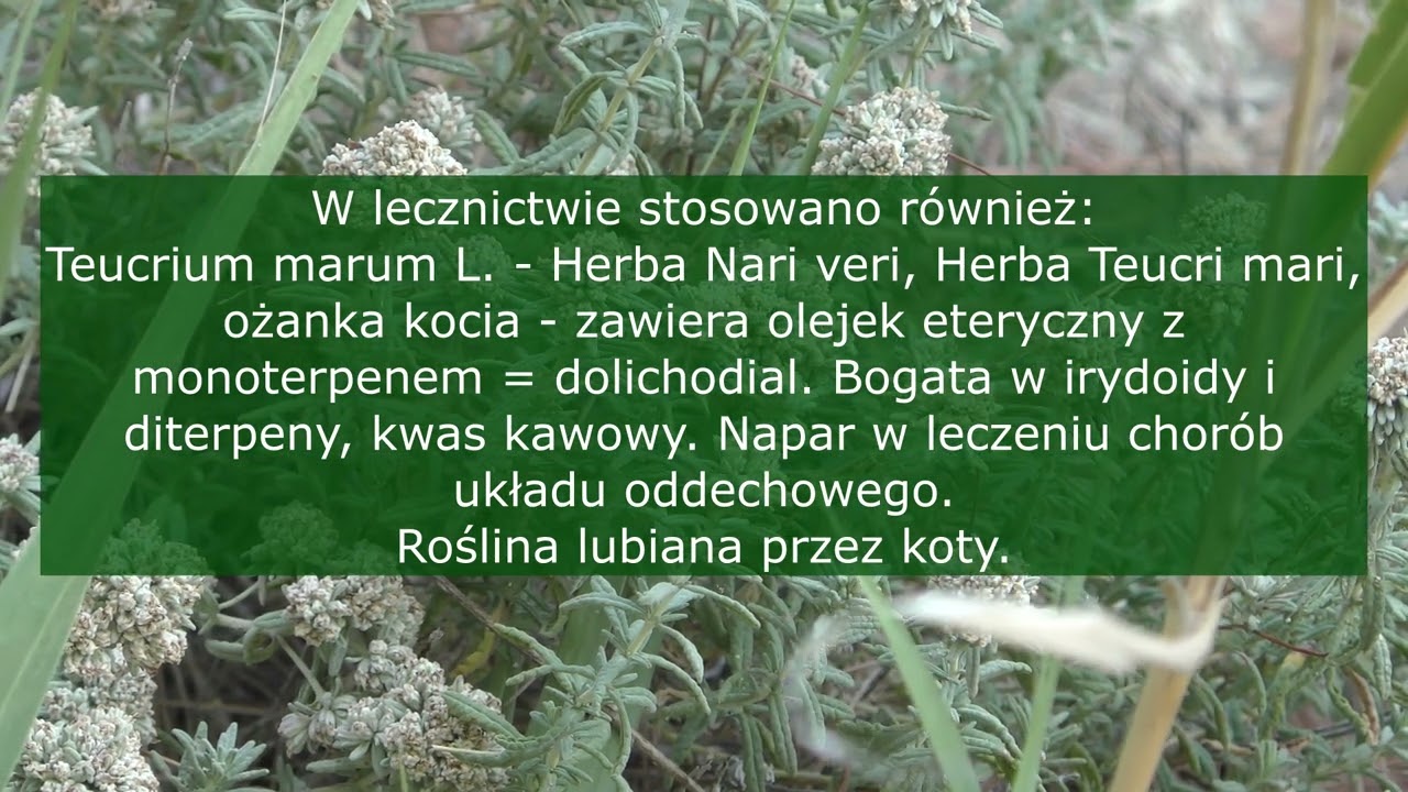 Zioła Bułgarii i Grecji II: Teucrium, Fumana, Thymbra, Carthamus, Verbascum, Erica, dr H. R&oacute;żański