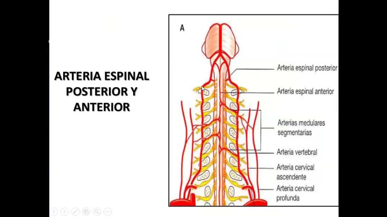 Clase de medula espinal para estudiantes de pre-grado