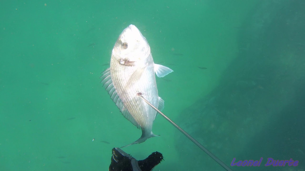 Spearfishing West Algarve