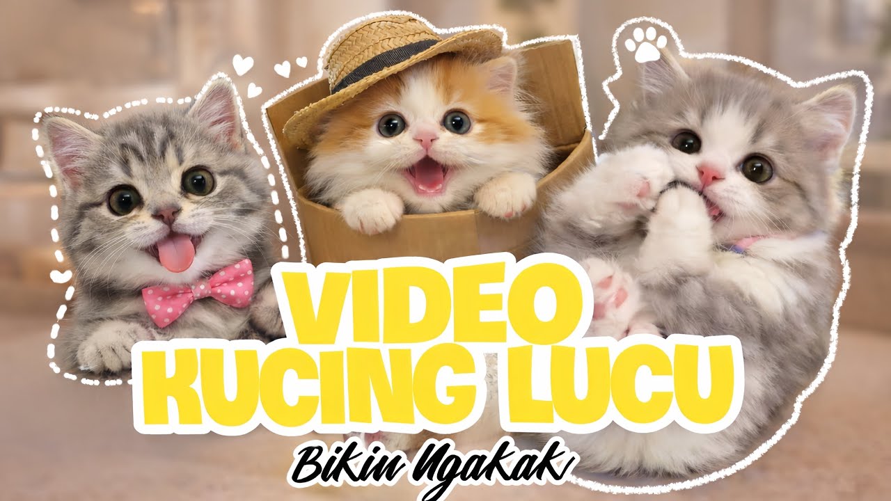 Kucing Imut dengan Tingkah Paling Absurd 😹 Dijamin Bikin Ngakak! 